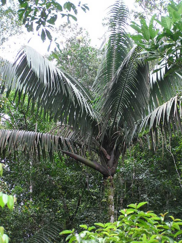 Palms with drooping leaflets DISCUSSING PALM TREES WORLDWIDE PalmTalk